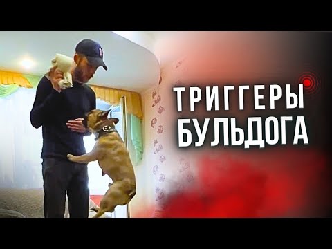 Видео: ПЕРЕКУСАЛ ВСЮ СЕМЬЮ.ФРАНЦУЗСКИЙ БУЛЬДОГ