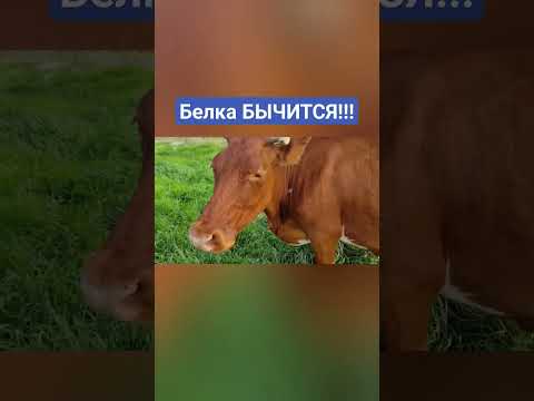 Видео: Белка БЫЧИТСЯ!!!