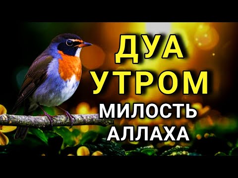 Видео: ДОБРОЕ УТРО С БЛАГОСЛОВЕНИЕМ! 🤲💖