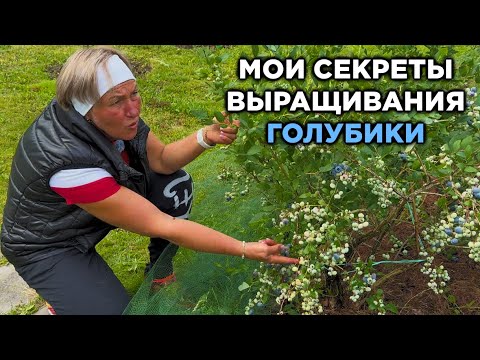 Видео: Голубика скажет Вам спасибо!
