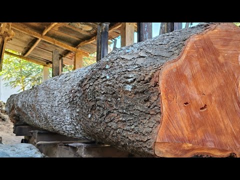 Видео: Распиловка большого количества древесины красного дерева, срок службы которой составляет сотни лет.