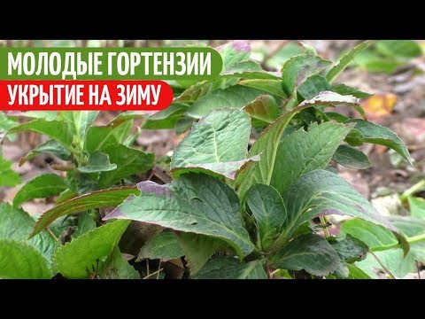 Видео: Под Таким УКРЫТИЕМ Мои МОЛОДЫЕ ГОРТЕНЗИИ Не ВЫМЕРЗАЮТ. Мои цветы. Мой опыт.