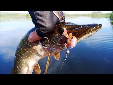 Видео: Щука Окунь Карась Судак Эта ПРИМАНКА КОСИТ ВСЕХ!!!