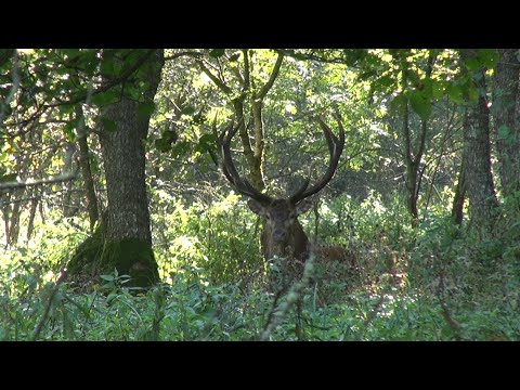 Видео: Между двумя оленями