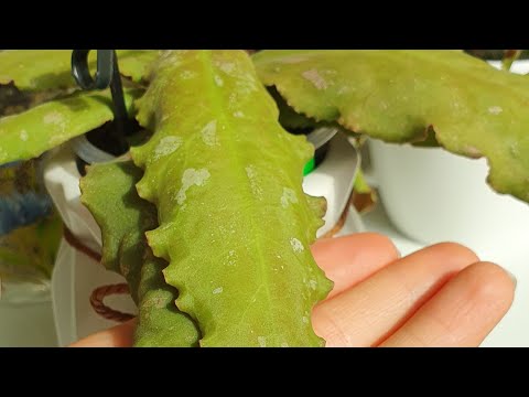 Видео: ОБЗОР ХОЙ  💚 УНДУЛАТА (Hoya Undulata) , КАУДАТА ГОЛД и ещё МНОГО ИНТЕРЕСНОГО 🥰