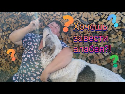 Видео: ХОЧЕШЬ ЗАВЕСТИ АЛАБАЯ? Тогда вот что тебе нужно знать...