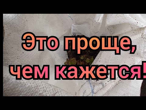 Видео: Самый надежный способ сохранить георгины до весны.