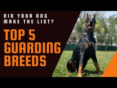 Видео: Я использую 3 критерия для определения лучших собак для личной и домашней охраны.