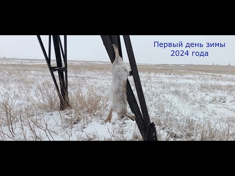 Видео: Охота на зайца "Первый день зимы" 2024 г.