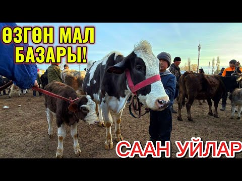Видео: СААН УЙЛАР КУНАЖЫН УРГААЧЫ ТОРПОК БААЛАРЫ 💪🏻 #байтв 