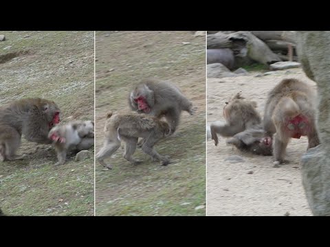 Видео: Битва снежных обезьян: Кто победит в брачный сезон? Возможно, Тентен! / monpai monyet baby bibi monk