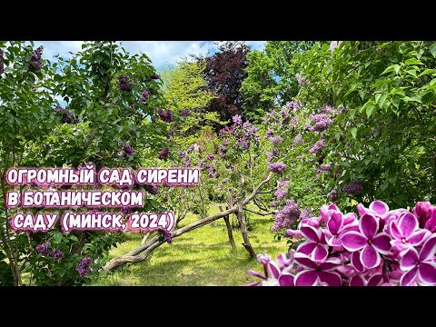 Видео: Посмотрите на уникальные белорусские сорта сирени. Сад сирени в Ботаническом саду (Минск, 2024)