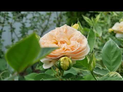 Видео: Цветение роз в Подмосковье, сезон 2021. ОБЗОР СОРТОВ.