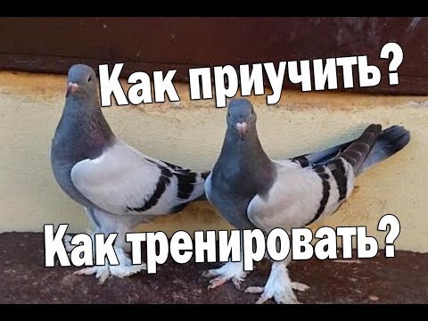 Видео: Как приучать (тренировать) молодых правильно чтоб не было потерь!? / 1 ЧАСТЬ