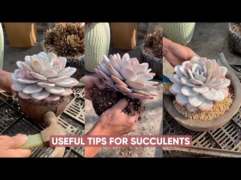 Видео: Легкий уход за суккулентными растениями для начинающих