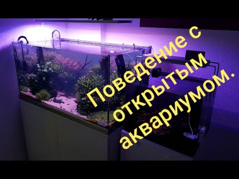 Видео: Поведение с открытым аквариумом.
