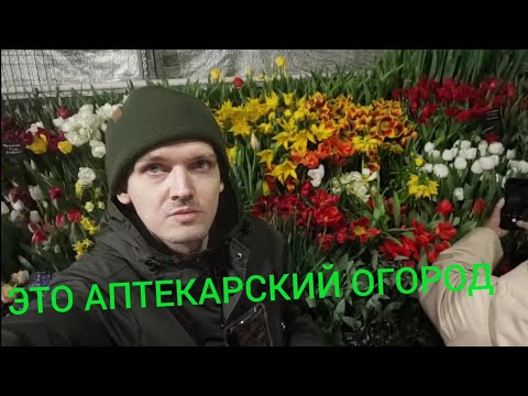 Видео: ВЫСТАВКА ТЮЛЬПАНОВ в Аптекарском огороде! Март 2024