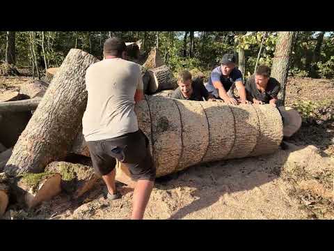 Видео: Ось це так дрова🪵👍👍👍.                              🌳STIHL MS 462 C-M з 50 шиною🌳