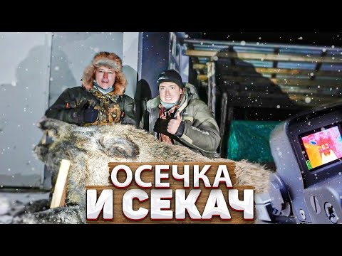 Видео: Вышел Секач. Охота на кабана