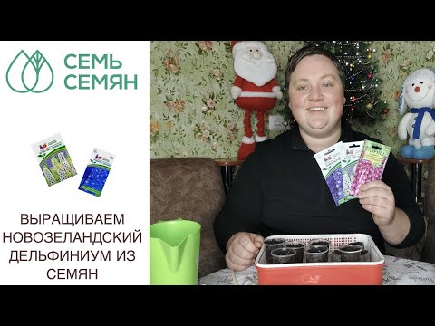 Видео: КАК ВЫРАСТИТЬ ДЕЛЬФИНИУМ НОВОЗЕЛАНДСКИЙ ИЗ СЕМЯН!