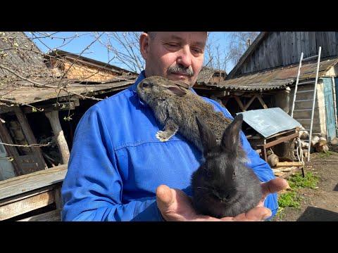 Видео: Покажу Вам наших кроликів // КРОЛІВНИЦТВО