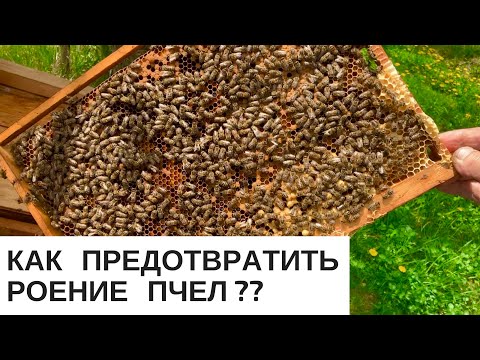 Видео: КАК ПРЕДОТВРАТИТЬ РОЕНИЕ ПЧЕЛ