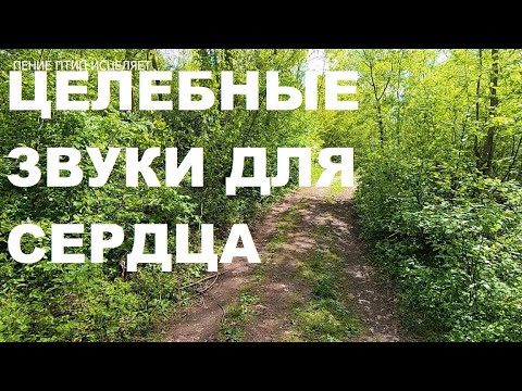 Видео: ВЕСЕННЕЕ ПЕНИЕ ДРОЗДОВ И ЛЕСНЫХ ПТИЦ ЭТО ЗВУКИ ИСЦЕЛЕНИЯ ОТ МАТУШКИ ПРИРОДЫ.ИСЦЕЛЕНИЕ ДУШИ И ТЕЛА