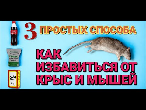 Видео: КАК БЫСТРО избавиться от КРЫС и МЫШЕЙ . 3 простых но эффективных способа избавиться от грызунов