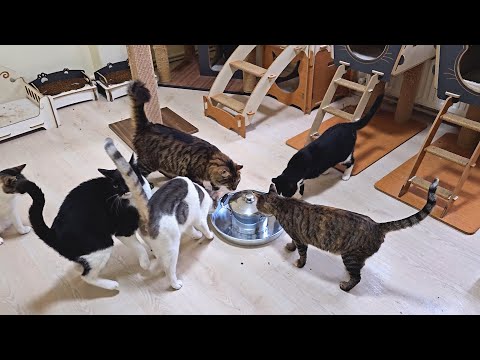 Видео: Каждый вечер мои кошки ждут, когда откроется волшебная кастрюля