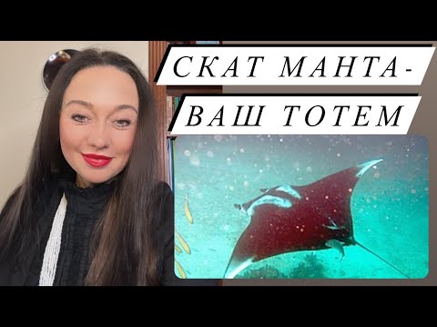 Видео: Скат- тотемное животное#