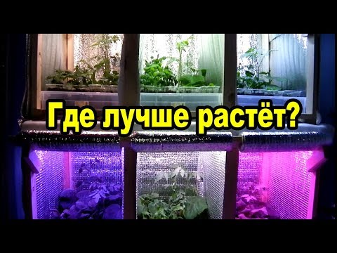 Видео: Фитолампы для рассады - тест шести спектров. Где лучше растёт?