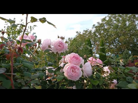 Видео: Цветы нашего участка. Закатываем малиновые и сливовые компоты. Консервируем томатный сок. Беларусь.