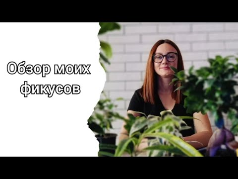 Видео: Обзор моих фикусов