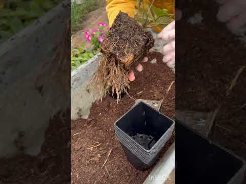 Видео: Корни мечты! Проверяю весенние черенки метельчатой гортензии