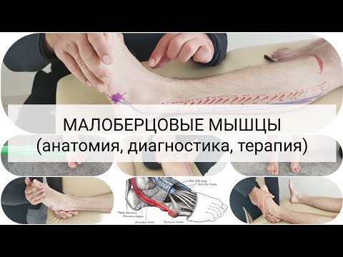 Видео: Малоберцовые мышцы - клиника повреждения, диагностика, терапия. / Мануальная терапия/ Реабилитация 