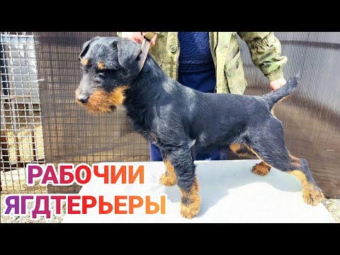 Видео: ЯГДТЕРЬЕРЫ. Вяжем рабочих собак, ждём щенков.