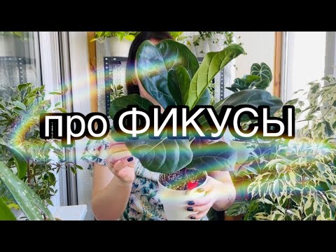 Видео: ФИКУСЫ через месяц | ОБЗОР | Моя коллекция