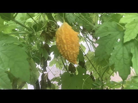 Видео: Созрел виноград и первая момордика! Кому не страшны заморозки?