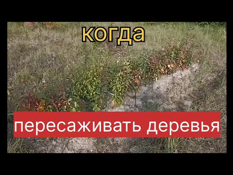 Видео: Когда пересаживать деревья