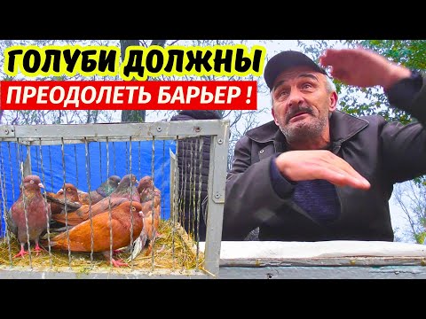 Видео: Осенняя Ярмарка голубей 2025 в разгаре! г.Павлоград 18.10.2025 3-я ч.