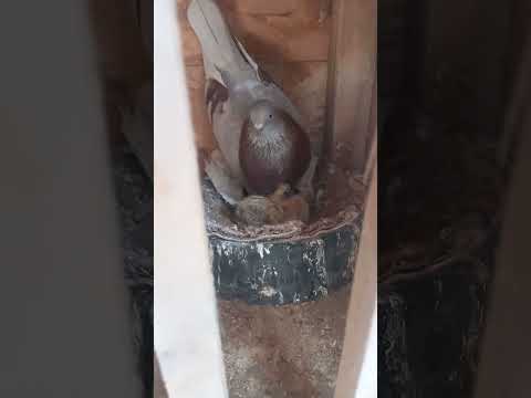 Видео: Маленький обзорчик