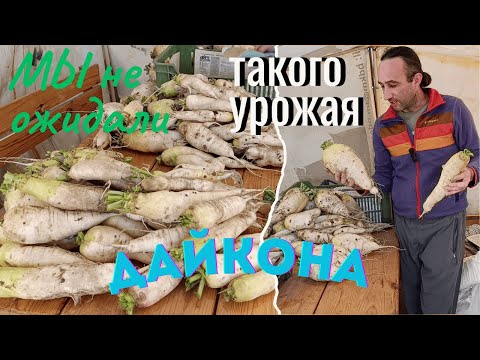 Видео: Мы не ожидали такого урожая от первой посадки Дайкона