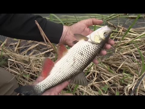 Видео: За голавлем - на малую реку. О рыбалке всерьез. Выпуск 391HD
