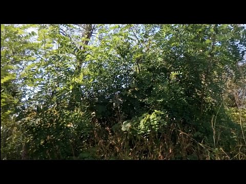 Видео: Эффективный способ борьбы с акацией (Robinia pseudoacacia)