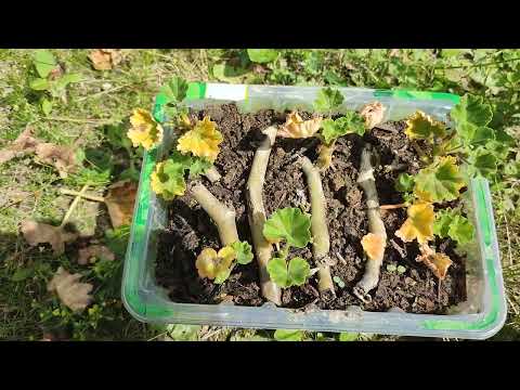 Видео: Обзор пеларгоний на даче от 4.08.2024