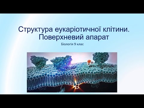 Видео: Біологія 9 клас. Поверхневий апарат клітини. Еукаріоти. Цитоз. Надмембранний, Підмембранний комплекс