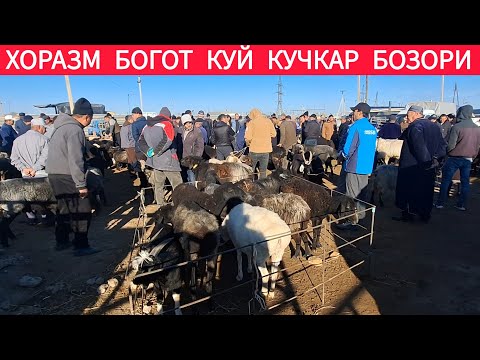 Видео: ХОРАЗМ БОГОТ КУЙ КУЧКАР БОЗОР НАРХИ 29 ОКТЯБРЯ 2025-ЙИЛ !!! ХОРАЗМ ОБЗОР 