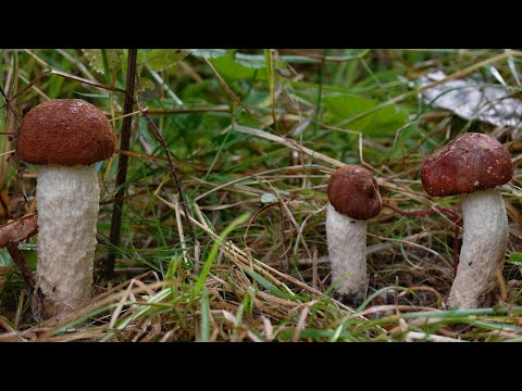 Видео: ОСИНОВЫЙ БЕСПРЕДЕЛ НАЧАЛСЯ! ПОДОСИНОВИКИ ПОЛЯНАМИ, НА КАЖДОМ ШАГУ! Я В ШОКЕ И ПОТЕРЯЛ ДАР РЕЧИ!