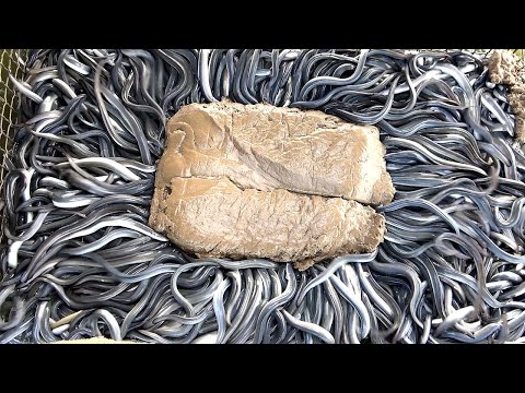 Видео: Удивительное шоу кормления угрей - Как филе угря / жареного угря на Тайване