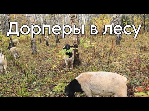 Видео: Дорперы в лесу